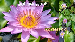 ஆம்பல் குளம் Water Lilly pond Tamil