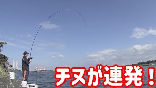 川の浅ダナ狙いでチヌが入れ食いになりました！