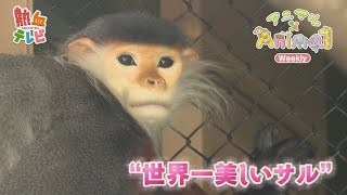 世界一美しいサル【アニマル×Animal】