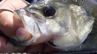 Trolling for Bass at Lake Lenthall - SHIMANO AUSTRALIA