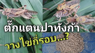 #ตั๊กแตนปาทังก้า #วางไข่กี่รอบ...?