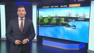 Allergies: Explaining the different phases of pollen season