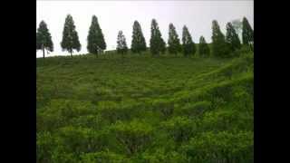 Panchthar Rabi Tea Garden