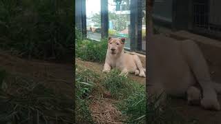 尾夏夜★㉔ホワイトライオン・白獅子・リズムちゃん・セラムくん・沖縄こどもの国・・・White_Lion・Okinawa Zoo \u0026 Museum(20221001)