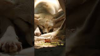 Wildlife animal | The Fascinating World of Fennec Foxes: Surviving the Desert Heat