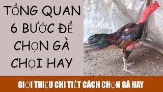 gà chọi : Cách chọn gà đá hay - 100% thành công mới nhất 2025