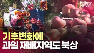 사과, 50년 뒤에는 강원 일부지역에서만 재배?ㅣ#헬로tv뉴스