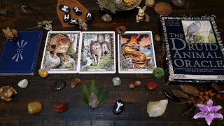 The Druid Animal Oracle Deck And Book Set Flip Through