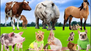 Wild Animal Sounds: Rhinoceros, Cow, Pig, Squirrel, Bulldog, Horse, Chick, Camel - Animal Videos