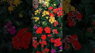 kalanchoe plant | kalanchoe flower | different colours | garden | #kalanchoe #plants #flowers