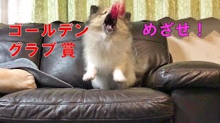 ポン＆シンバ　華麗にボールキャッチするポメラニアン　Pomeranian with good ball catch