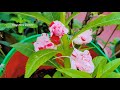 terrace garden flowers tour ఈరోజు garden లో పూసిన పువ్వులు teluguhomegardener colorful flowers