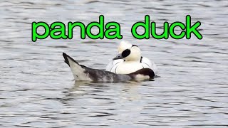 Grebe can't take a hint (mating of smew) / ミコアイサの交尾