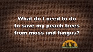 Q&A – How do I save my peach trees from rot and fungus?