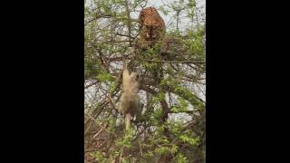 Tiger fall from tree chasing monkey  - Part 2  (India - Corbett)　　虎も木から落ちる　2