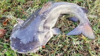Fishing video😱😊||Nice to see the incredible fishing scene of the village boy|| Best hook fishing🐟