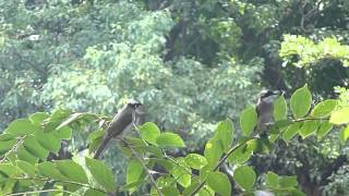 白頭翁102年9月30日台中公園.台灣