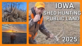 IOWA SHED HUNTING ON PUBLIC LAND!! 2025