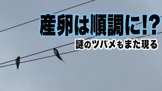 産卵は順調に!?謎のツバメもまた現る【ツバメ観察2024年第2期】