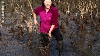 【舒家幺妹儿】农村良田被占，2亩正宗稻田鱼还在田里，幺妹儿下田抓鱼成花猫！