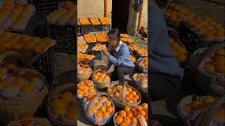 Fresh orange 🍊😋🍏😋🍇 #forestfruits #fruitcutting #fruitcrops #freshproduce #music #vegetables #farming