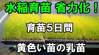 乳苗は胚乳が残っているので寒さ、冠水、分けつ力も強い！5日間の育苗で省力化！