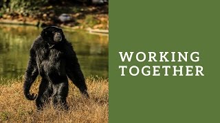Catskill Conversation: Working Together: A Multipronged Strategy for Animal Rights