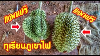 แจกฟรี!! ทุเรียนภูเขาไฟ ศรีสะเกษ สดๆจากสวน EP.80