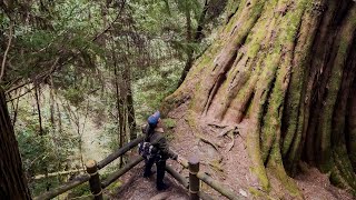 觀霧檜山巨木步道美景 #台灣旅遊紀錄 #幸福彩繪攝影企劃 #手機攝影教學 #預約教學 #人像拍攝 #健行步道 #古道 #大自然 #旅遊景點拍攝