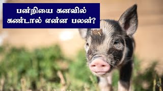 பன்றியை கனவில் கண்டால் | பன்றி கனவில் | panri kanavu | panri kanavil | kanavu palangal in tamil