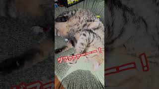 猫につぶされるヒーロー#キジトラ #cat #猫