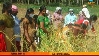 വയക്കര വയലിലെ തരിശു നിലത്തെ കൃഷിയിൽ മികച്ച വിളവ് | CITY CHANNEL | CHERUPUZHA NEWS |