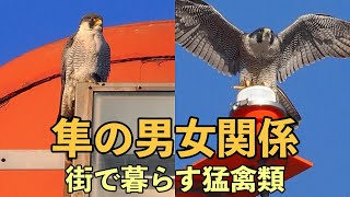 ハヤブサの男女関係！(街で暮らす猛禽類)