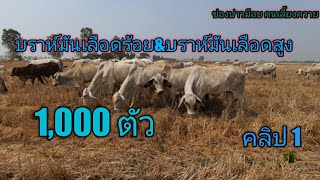 Ep.476 วัวบราห์มันเลือดร้อย\u0026บราห์มันเลือดสูงไล่ทุ่ง เสี่ยเซน 092-9497334