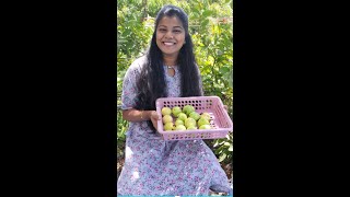 கொய்யா சாகுபடி| How to care Guava tree? A to Z tips #shorts #harvest #guava