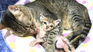 赤ちゃん子猫を愛しすぎた先住猫の末路…