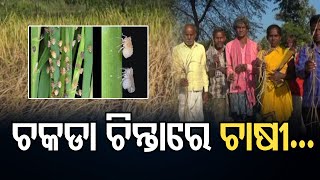 ଚକଡା ଚିନ୍ତାରେ ଚାଷୀ | Odisha Reporter