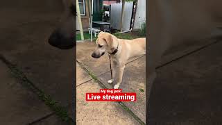 My dog jack live streaming YouTube #dogplaying #dog #labradortraining #viral #jackthedog