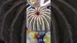 ペクチニフェラ　2023 10 06