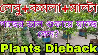 মাল্টা গাছের ডাল শুকিয়ে যাচ্ছে  । Die Back রোগ দমন | লেবু/কমলা/মাল্টা গাছের ডাল শুকিয়ে যাচ্ছে