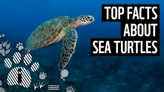 Top 10 Sea Turtle Facts | Animal Fun Facts | WWF