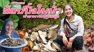 วิถีชีวิตคนดอยep.115 ผัดเห็ดหูหนูสูตรสาวดอย🍄🍄🍄