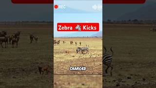 Zebra Kicks Gone Wild: Power vs. Survival! 🦓⚡ #shorts #viralvideo