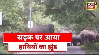 Uttarkhand News : Nainital में हाथियों के झुंड ने मचाया हड़कंप, देखें video| Latest Hindi News