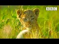 Leopard cubs learn how to escape a hyena! 🐆 Serengeti II - BBC