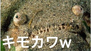 【驚愕】キモくてかわいい！深海魚！グロくて奇妙だけど、どことなくカワイイ魚たち特集パート２