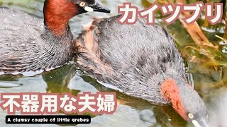 【カイツブリ】不器用なカイツブリ夫婦/ 【Little grebes】A clumsy couple of little grebes