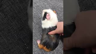 ［モルモット］マッサージされるピータンGuinea pig being massaged#shorts #guineapig