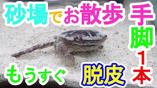 ハサミと脚を失ったカニがたまにはお散歩♪もうすぐ脱皮の予感が！？　生きる力　イソガニ　crab　kakra　kekda　কাঁকড়া　cua　краб　ปู　alimango　Kepiting