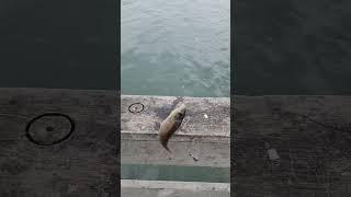 let em have it - winter pier fishing , Bergall